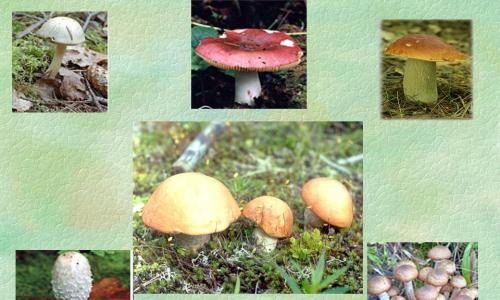 Составьте сообщение «Многообразие грибов и их значение в природе и жизни человека